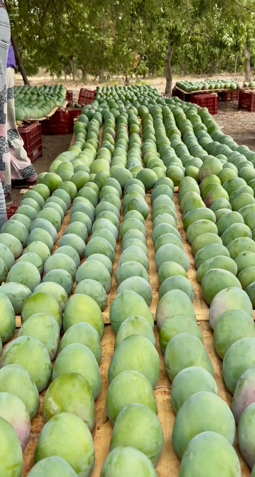Frisch geerntete Mangos, sortiert auf Paletten im Feld